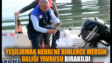 Yeşilırmak Nehri’ne binlerce Mersin balığı yavrusu bırakıldı