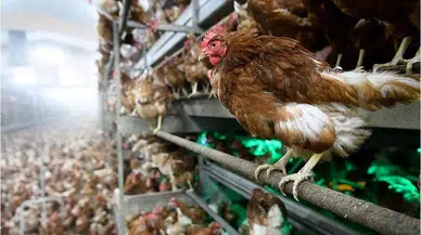 Japonya'da kuş gribi salgını! 40 bin kümes hayvanı itlaf edilecek