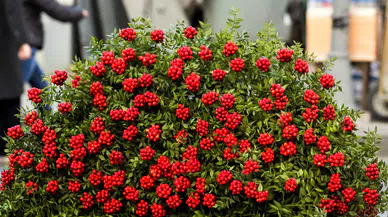 Yılbaşı çiçeği Kokina çiçeği nedir? Kokina çiçeği nasıl yapılır? Kokina çiçeğinin anlamı