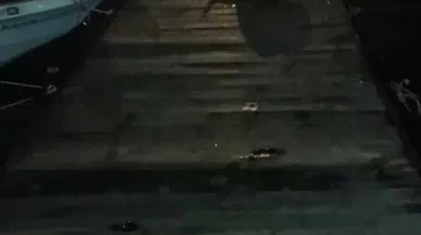 Su samuru kedi kovalamacasının renkli görüntüleri