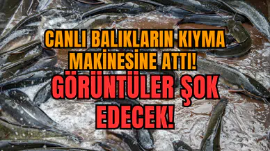 Canlı Balıkların Kıyma Makinesine Attı! Görüntüler Şok Edecek!