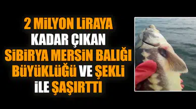 Sibirya Mersin Balığı büyüklüğü ve şekli ile şaşırttı