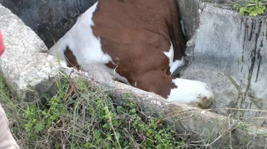 Sulama kanalına düşen inek kurtarıldı