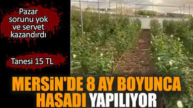 Mersin'de 8 ay boyunca hasadı yapılıyor: Servet değerinde