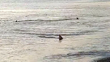 Meksika'da köpek balığı kadına saldırıp öldürdü!