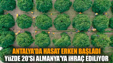 Antalya'da hasadı başladı: Yüzde 20'si Almanya'ya gidiyor