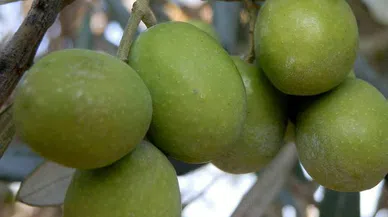 Mersin'de üreticiler zeytinyağı fiyatlarından memnun