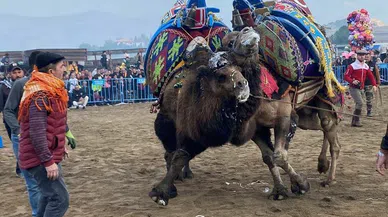 Deve güreşi kültürü Alaşehir'de yaşatılıyor
