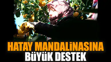 Hatay mandalinasına büyük destek