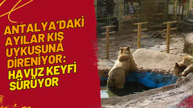 Antalya’daki Ayılar Kış Uykusuna Direniyor: Havuz Keyfi Sürüyor