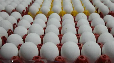 Türkiye'den Rusya'ya vergisiz yumurta ihracatı başlıyor