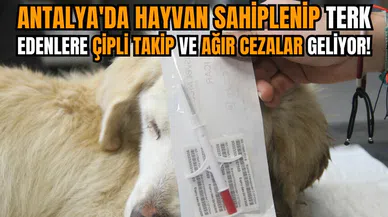 Antalya'da hayvan sahiplenip terk edenlere çipli takip ve ağır cezalar geliyor!
