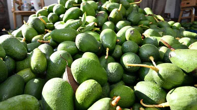 Mersin'de avokado üreticileri hasat yaptı