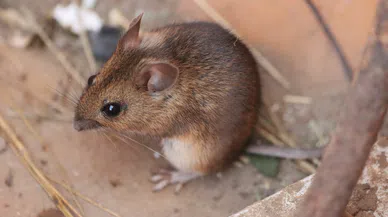 Tarla farelerine dikkat! Zarar yüzde 100'e ulaşabilir