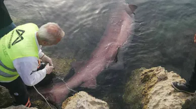 kıyıya vuran köpek balığını vinçe zor çıkardılar