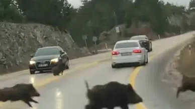 Bursa'da Yiyecek Arayan Domuzlar Yola İndi