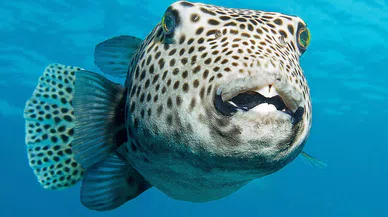 Balon balığı ne kadar zehirli? Balon balığı öldürür mü?