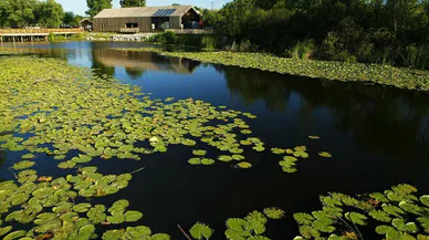 Sakarya'daki Acarlar Longozu Rekor Ziyaretçiyle Parlıyor!