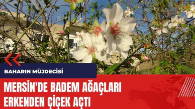 Mersin'de baharın müjdecisi badem ağaçları çiçek açtı