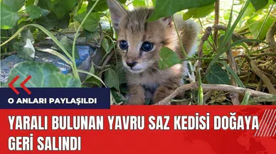 Yaralı bulunan yavru saz kedisi doğaya geri salındı