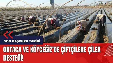 Ortaca ve Köyceğiz'de çiftçilere çilek desteği! YİKOP son başvuru tarihi