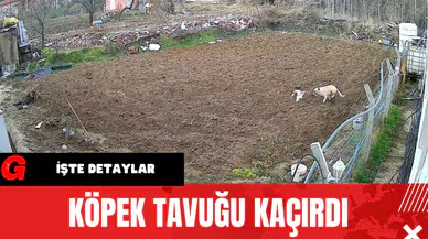 Köpek Tavuğu Kaçırdı