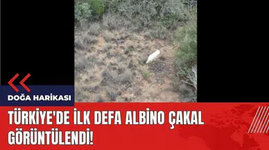 Türkiye'de ilk defa Albino Çakal görüntülendi