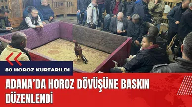 Adana'da horoz dövüşüne baskın! 80 horoz kurtarıldı