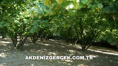 Ordu Altınordu'da mahkemeden satılık 2.432 m² fındık bahçesi