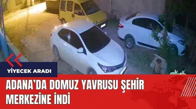 Adana'da domuz yavrusu şehir merkezine indi