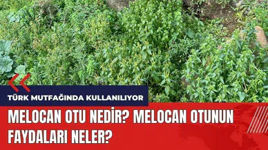 Melocan otu nedir? Melocan otunun faydaları neler?