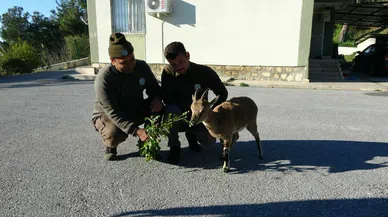 Artık koruma altında