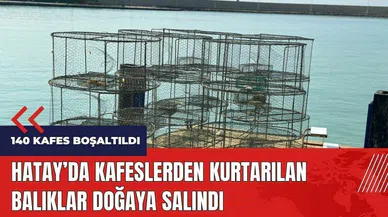 Hatay'da kafeslerden kurtarılan balıklar doğaya salındı