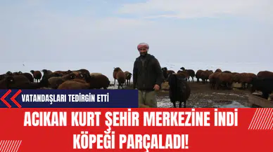 Acıkan Kurt Şehir Merkezine İndi Köpeği Parçaladı!