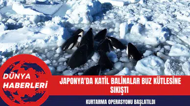 Japonya'da Katil Balinalar Buz Kütlesine Sıkıştı Kurtarma Operasyonu Başlatıldı