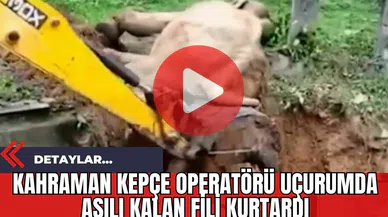 Kahraman Kepçe Operatörü Uçurumda Asılı Kalan Fili Kurtardı