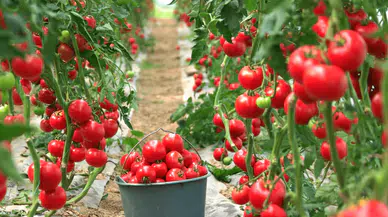 Domates ihracat kısıtlamasına Prof. Dr. Dursun Büyüktaş’tan tepki  “ÜRETİCİYE ‘ÜRETME’ DİYORLAR”