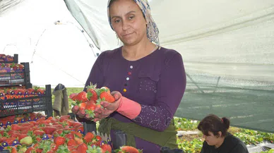 Aksu’da çilek hasadı sürüyor