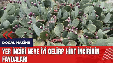 Yer inciri neye iyi gelir? Hint incirinin faydaları