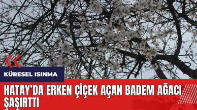 Hatay'da erken çiçek açan badem ağacı şaşırttı