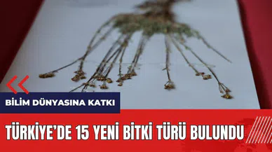 Türkiye'de 15 yeni bitki türü bulundu