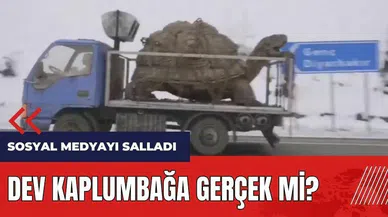 Dev kaplumbağa gerçek mi? Sosyal medyayı salladı