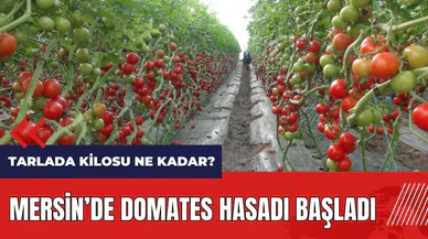 Mersin'de örtü altı domates hasadı başladı! Tarlada kilosu ne kadar?