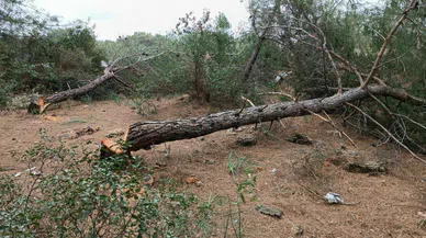 Varsak’ta ağaç katliamı