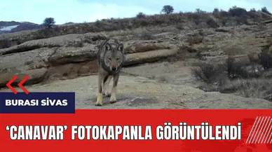 'Canavar' fotokapanla görüntülendi
