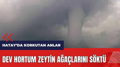 Dev hortum zeytin ağaçlarını kökünden söktü