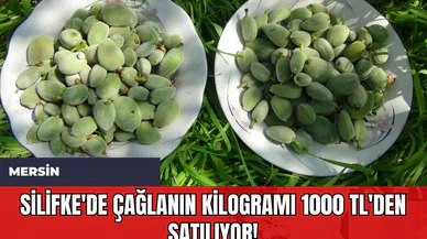 Silifke'de Çağlanın Kilogramı 1000 TL'den Satılıyor!