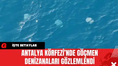 Antalya Körfezi’nde Göçmen Denizanaları Gözlemlendi