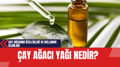 Çay Ağacı Yağı Nedir? Çay Ağacının Özellikleri ve Kullanım Alanları