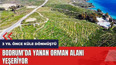 Bodrum'da yanan orman alanı yeşeriyor